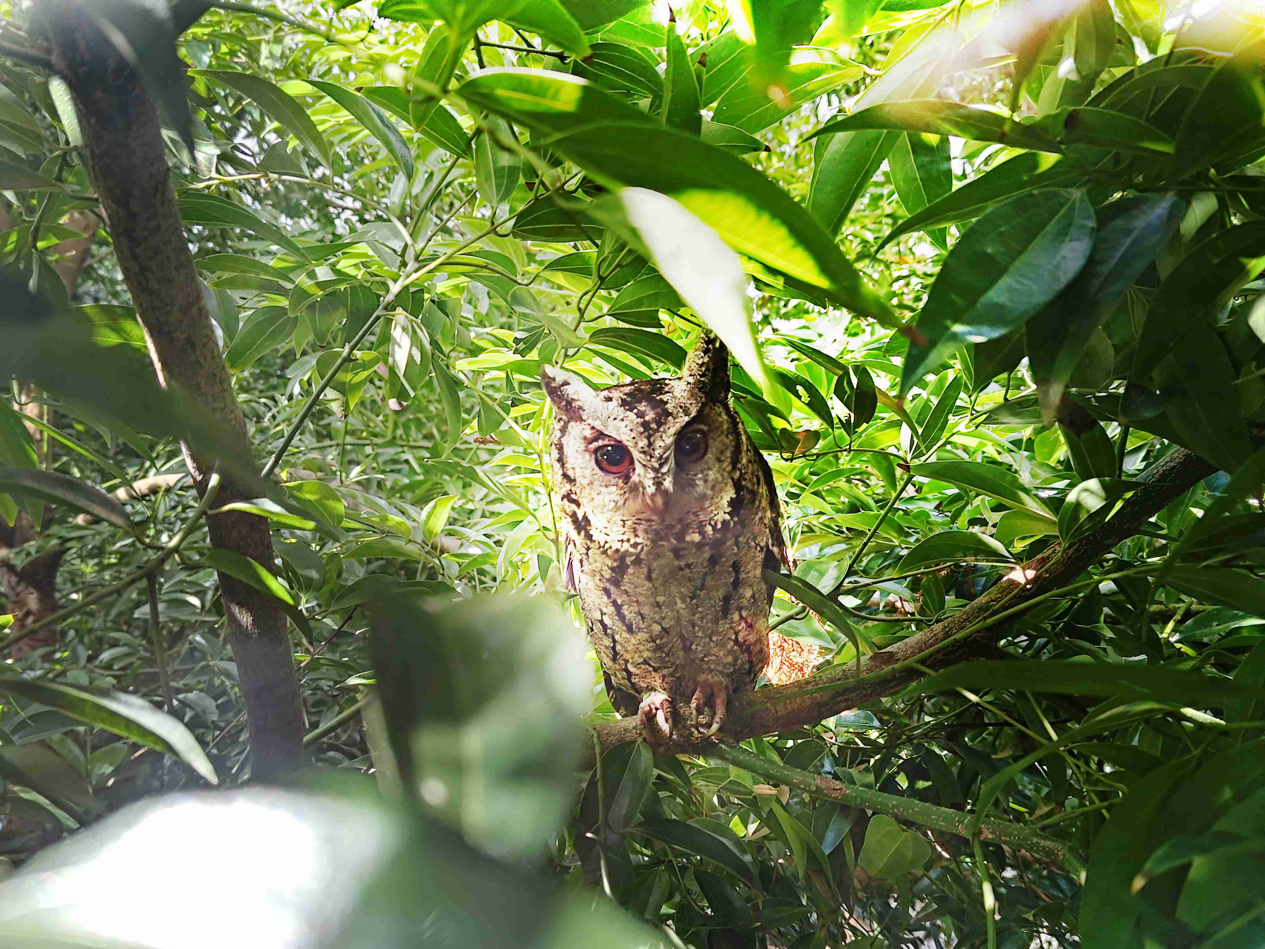 Wepay致力提倡净零绿生活，，，16年以来在全球各厂区植树逾百万棵，，，造就各厂区树木蔚然成林，，，犹如森林工厂，，成为许多生物的栖息地